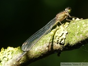 Ischnura elegans, l'Agrion élégant, femelle