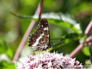 Araschnia levana f. prorsa (estivale), Carte géographique