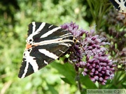 Euplagia quadripunctaria, l'écaille chinée