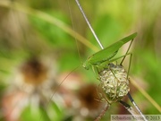 Phaneroptera falcata, Phanéoptère commun