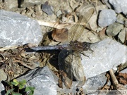 Orthetrum coerulescens, l'orthétrum bleuissant