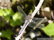 Orthetrum coerulescens, l'orthétrum bleuissant