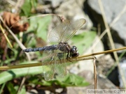 Orthetrum coerulescens, l'orthétrum bleuissant