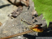 Chorthippus vagans, le criquet des pins