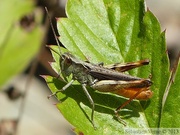 Chorthippus vagans, le criquet des pins