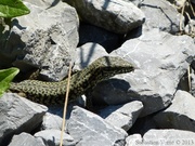 Podarcis muralis, Lézard des murailles