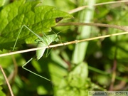 Phaneroptera falcata, Phanéoptère commun, mâle juvénile