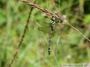 Cordulegaster boltonii, Cordulégastre annelé