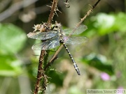 Cordulegaster boltonii, Cordulégastre annelé