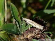 Agriphila aquinatella