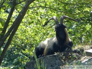 Réserve Naturelle du Heid des Gattes, bouc