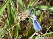 Polyommatus icarus, Azuré de la bugrane, tentative d'accouplement