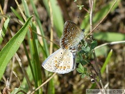 Polyommatus icarus, Azuré de la bugrane, tentative d'accouplement