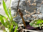 Orthetrum coerulescens, l'orthétrum bleuissant