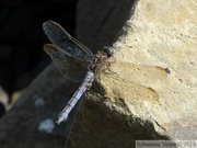 Orthetrum coerulescens, l'orthétrum bleuissant