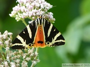 Euplagia quadripunctaria, l'écaille chinée