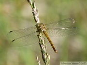 Sympetrum striolatum, femelle