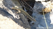 Podarcis muralis, Lézard des murailles