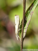 Agriphila aquinatella