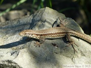 Podarcis muralis, Lézard des murailles