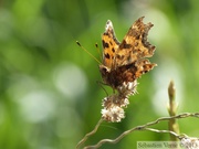 Polygonia c-album, Robert-le-Diable