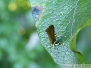 Crassa unitella