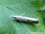 Agriphila inquinatella