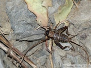 Nemobius sylvestris, femelle