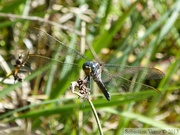 Orthetrum coerulescens