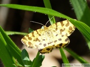 Pseudopanthera macularia, La Panthère 