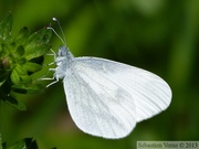 Leptidea sp. (reali, sinapi, juvernica)