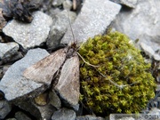 Pyrausta despicata