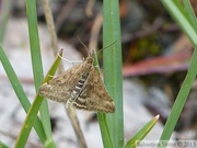 Pyrausta despicata