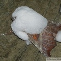 Scoliopteryx libatrix mort en hibernation, attaqué par un champignon