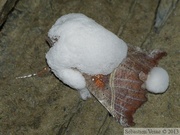 Scoliopteryx libatrix mort en hibernation, attaqué par un champignon