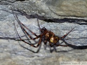 Meta menardi, La grande araignée des grottes