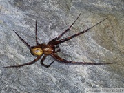 Meta menardi, La grande araignée des grottes