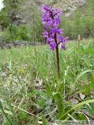 Orchis mascula, orchis mâle