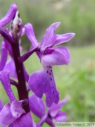 Orchis mascula, orchis mâle