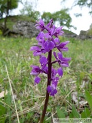 Orchis mascula, orchis mâle