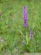 Orchis mascula, orchis mâle