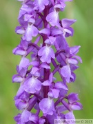 Orchis mascula, orchis mâle