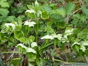 Helleborus foetidus, Hellébore fétide