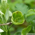 Helleborus foetidus, Hellébore fétide