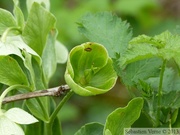 Helleborus foetidus, Hellébore fétide