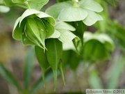 Helleborus foetidus, Hellébore fétide