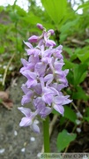 Orchis mascula, orchis mâle