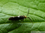 Incurvaria mascullela