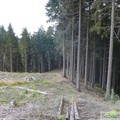 Forêt de conifères, Xhoffraix