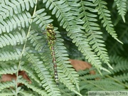 Æschne bleue, Aeshna cyanea